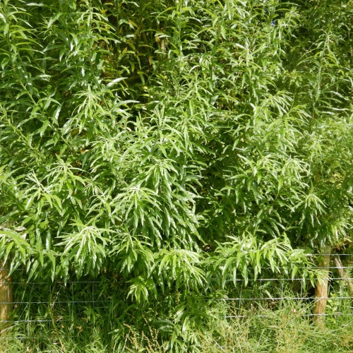 Energipil Odin 10 stk. 60-100 cm. barrods - Salix viminalis Odin