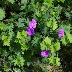 Storkenæb Tiny Monster -...