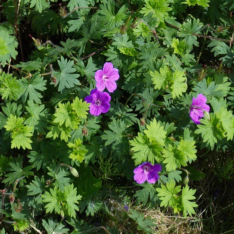 Storkenæb Tiny Monster - Geranium sanguineum Tiny Monster