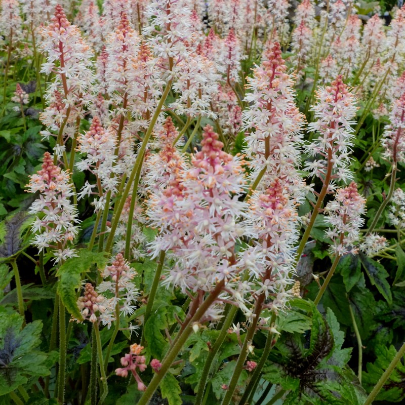Skumblomst Pink Skyrocket - Tiarella hybrid Pink Skyrocket