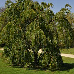 Hængende Hjertetræ 200 cm. stamme - Cercidiphyllum japonicum Pendulum