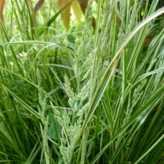 Rørhvene Overdam - Bakke med 28 plugs. - Calamagrostis acutiflora Overdam
