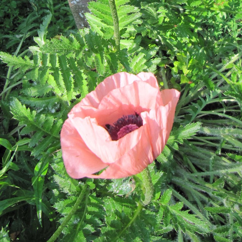 Kæmpevalmue Prinzessin Victoria Louise - Papaver orientale Prinzessin Victoria Louise