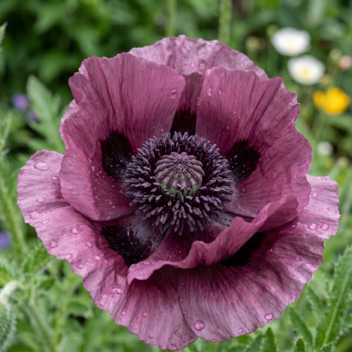 Kæmpevalmue Patty's Plum - Papaver orientale Patty's Plum