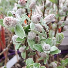 Salviebladet Pil Iceberg...