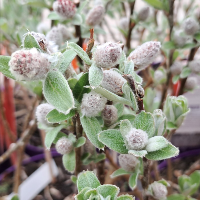 Salviebladet Pil Iceberg Alley - Salix candida Iceberg Alley