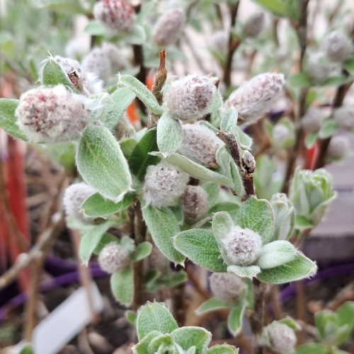 Salviebladet Pil Iceberg Alley - Salix candida Iceberg Alley