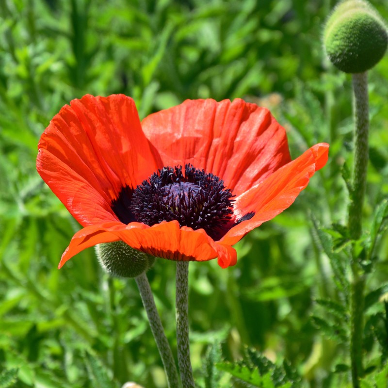 Kæmpevalmue Beauty Of Livermere - Papaver orientale Beauty Of Livermere