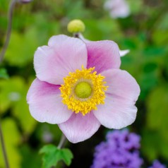 Høstanemone September Charm - Anemone hupehensis September Charm