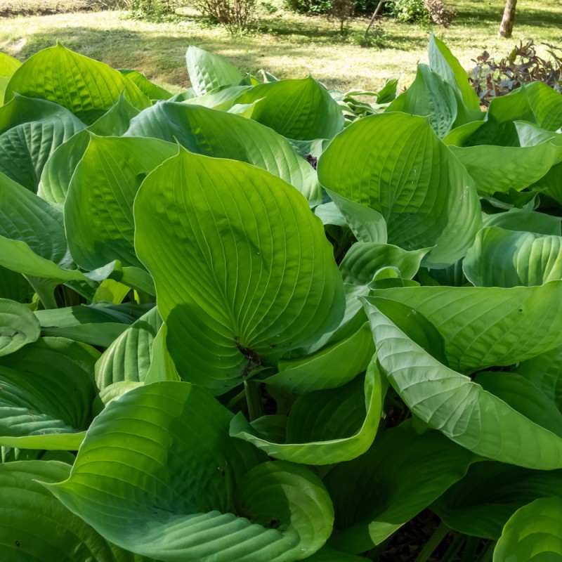 Hosta hybrid Sum and Substance