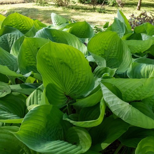 Hosta hybrid Sum and Substance