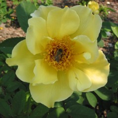 Rose Aicha - Buskrose