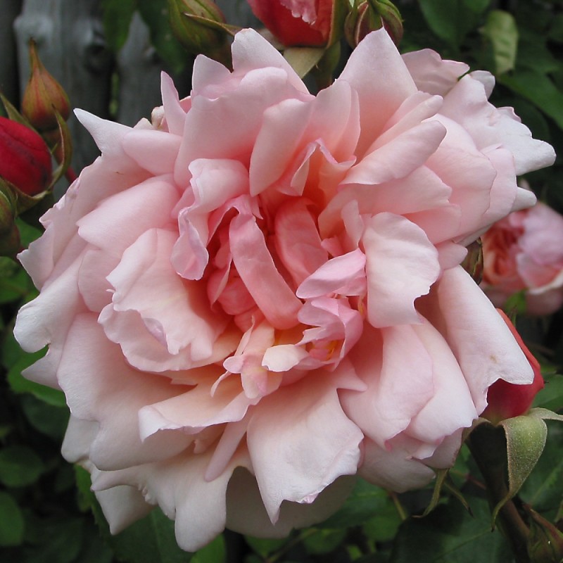 Rose Albertine - Klatrerose