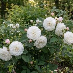 Rose Little White Pet - Buketrose