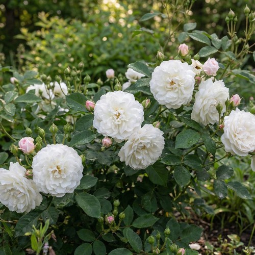 Rose Little White Pet - Buketrose