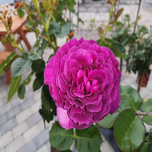 Rose Minerva - Buketrose / Barrods