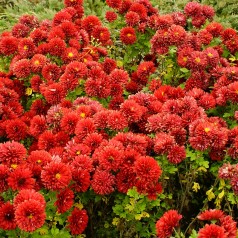 Vinterasters Brennpunkt - Chrysanthemum Brennpunkt
