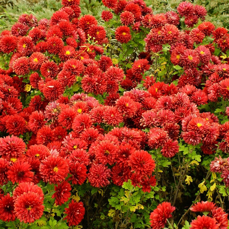 Vinterasters Brennpunkt - Chrysanthemum Brennpunkt