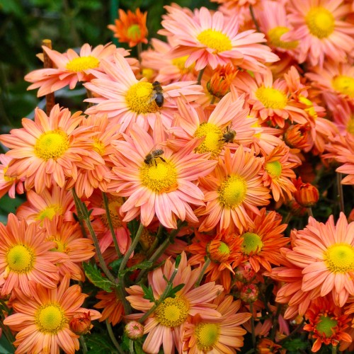 Vinterasters Kleiner Bernstein - Chrysanthemum Kleiner Bernstein