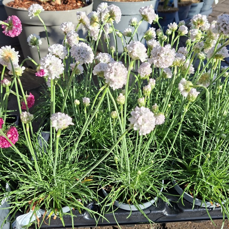 Engelsk græs, Armada hvid - Armeria maritima Armada White