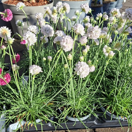 Engelsk græs, Armada hvid - Armeria maritima Armada White