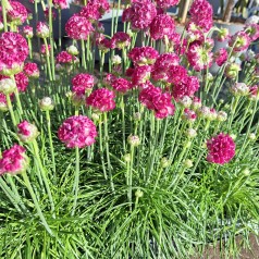 Engelsk Græs Rosa - Armeria...