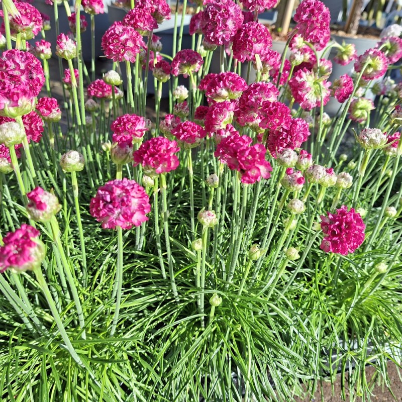 Engelsk Græs Rosa - Armeria maritima Armada Rose