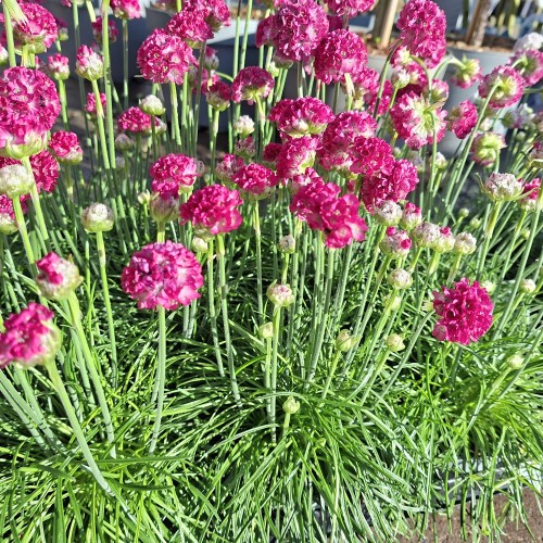 Engelsk Græs Rosa - Armeria maritima Armada Rose