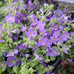 Bacopa Blå - Sutera cordata