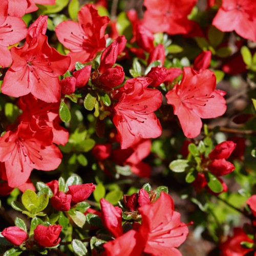 Japansk Azalea Brilliant Orange - Rhododendron Brilliant Orange