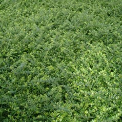 Myrte Gedeblad, Lonicera nitida Elegant