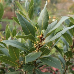 Køkken-laurbær 40 cm. stamme - Laurus nobilis