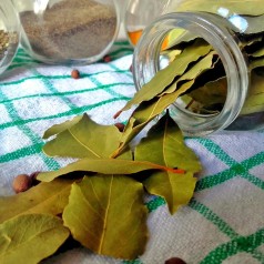 Køkken-laurbær 40 cm. stamme - Laurus nobilis