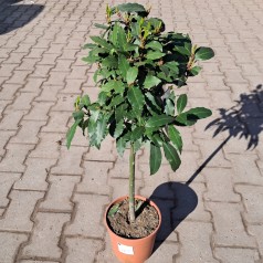 Køkken-laurbær 40 cm. stamme - Laurus nobilis