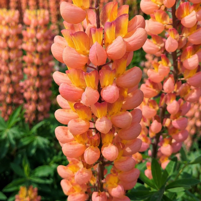 Lupin Terracotta - West Country - Lupinus polyphyllus Terracotta