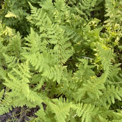 Frynsebregne - Woodsia obtusa