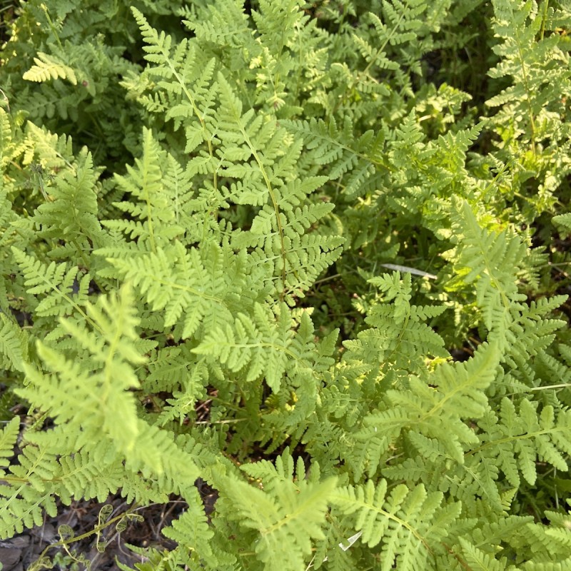 Frynsebregne - Woodsia obtusa