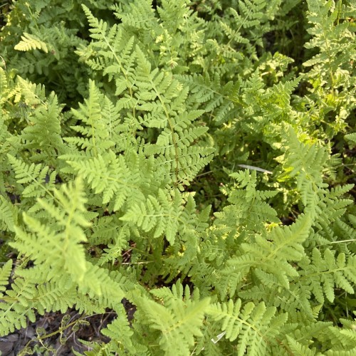 Frynsebregne - Woodsia obtusa