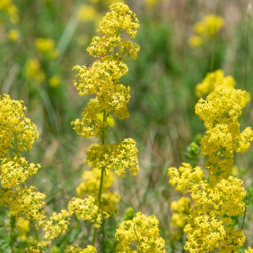 Gul snerre - Bakke med 28 plugs. - Galium verum
