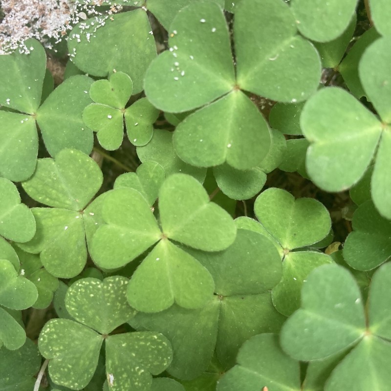 Skovsyre - Oxalis acetosella
