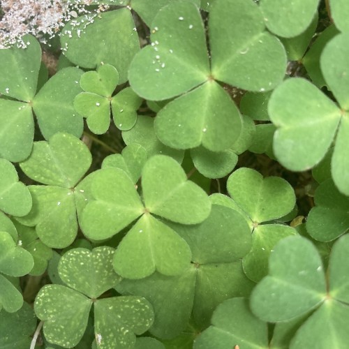 Skovsyre - Oxalis acetosella