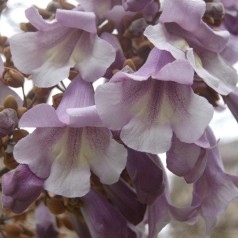 Paulownia tomentosa / Kejsertræ