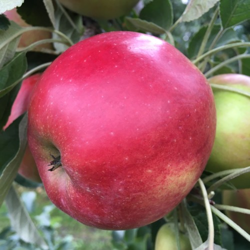 Æbletræ Bellida - Malus domestica Bellida