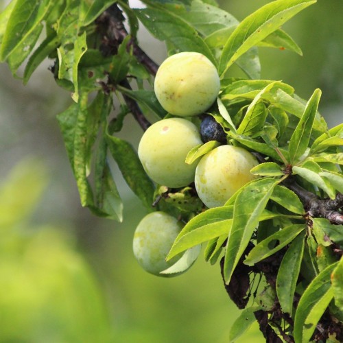 Dværg Blommetræ Grøn Reine Claude - Prunus domestica Reine Claude Verte