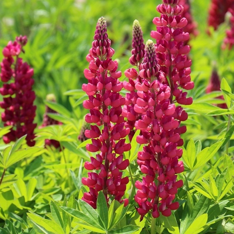 Lupin The Pages - Lupinus polyphyllus The Pages