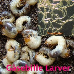 Nematoder mod gåsebiller og...