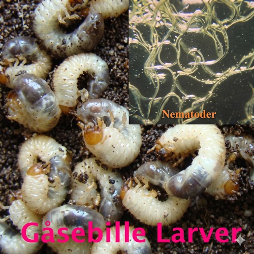 Nematoder mod gåsebiller og øresnudebiller, 100 m².