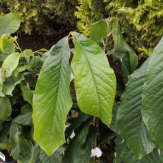 Indianer bananer Tropical Treat - Asimina triloba Tropical Treat / Paw Paw