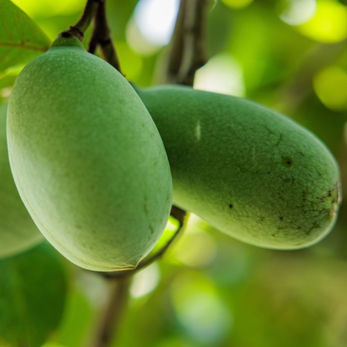 Indianer bananer Tropical Treat - Asimina triloba Tropical Treat / Paw Paw