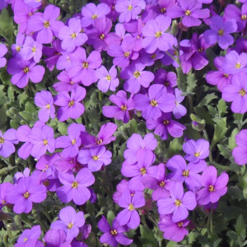 Blåpude Hamburger Stadtpark - Aubrieta hybrid Hamburger Stadtpark